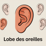 illustration vectorielle de différents lobe des oreilles