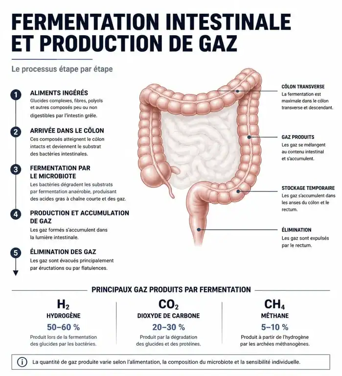 Schéma explicatif des causes des flatulences et comment les éviter